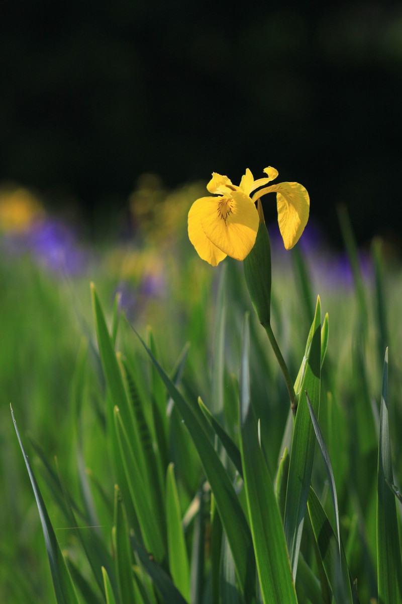 inheemse-vijverplanten-gele-lis-Iris pseudacorus-water-helder-krijgen